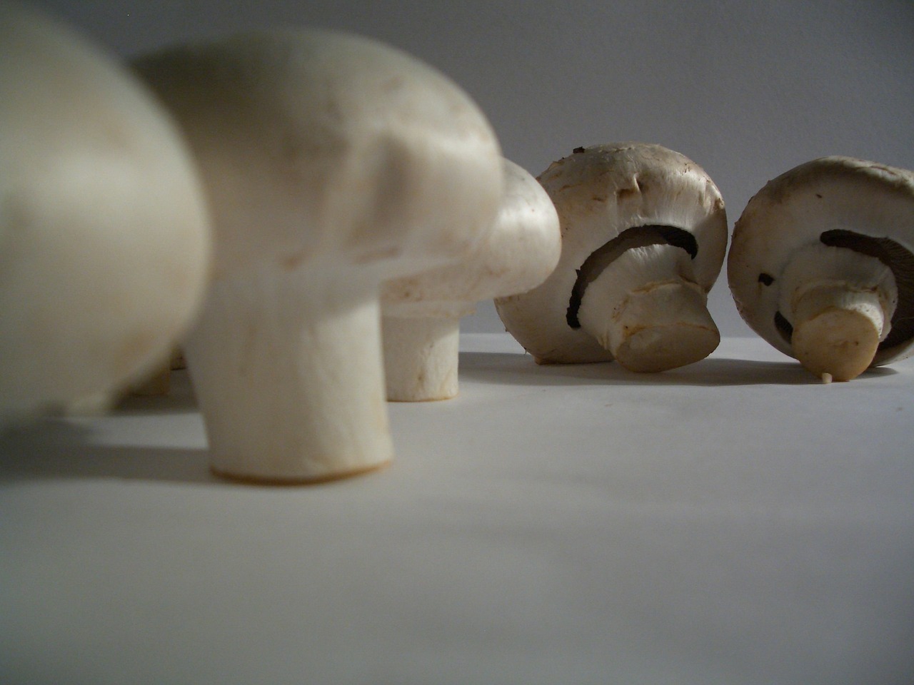 agaricus sale